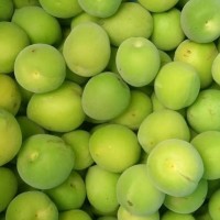 新鮮烏梅廠家批發 大量現貨 一年一季 自然生長 酸度適中